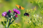 Auf Wiesen tummeln sich weniger Insekten als noch vor 10 Jahren (Foto: CC0) Wiese