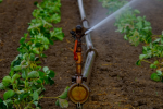 Bewässerung: nicht überall selbstverständlich (Foto: CC0) Wasser