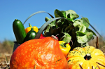 Gesündere Ernährung, mehr Gemüse! (Foto: CC0) Gemuese