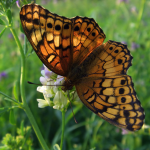 Die Zahl der Schmetterlinge nahm im Schnitt um 30% ab (Foto: Evan Leeson/Flickr) Schmetter
