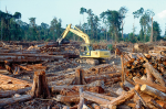 Gerodeter Regenwald in Indonesien (Foto: Rainforest Action Network) Rainforest