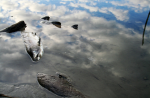 Europas Gewässer: Nicht immer ein Paradies für Fische (Foto: vanlaar/flickr) Fisch