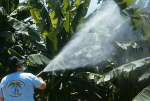 Bananen-Pestiziddusche (Foto Scot Nelson, Spraying pesticides on bananas in the 1980s; https://www.flickr.com/photos/scotnelson/9159665647; CCO) Banane