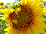 Insekten fliegen auf Bio (Foto: A. Beck) Sonne