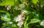 Bienen sind wichtige Bestäuber (Foto: CC0) Biene