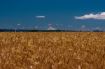 Weizenfeld in Oregon (Foto: WebbShots/flickr.com) Weizen