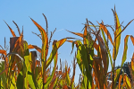 Die Landwirtschaft bleibt vom Klimawandel nicht verschont (Foto: CC0) Dürre