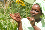 Die Rolle der Geschlechter spielt eine tragende Rolle beim Kampf gegen Armut und Hunger. Photo: Bioversity International/ Y. Wachira Sorghum Kenya