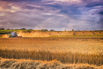 Die Intensivierung der Landwirtschaft trägt zum Biodiversitätsverlust bei (Foto: CC0) Feld
