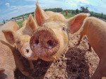 Schwein mit Auslauf kommt an Weihnachten kaum auf den Tisch (Foto: USDAGov/flickr) Bioschwein