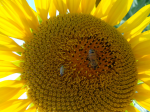 Fleißige Bestäuber im Arbeitseinsatz (Foto: A. Beck) Bee