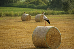 Wohin steuert die deutsche Landwirtschaft? (Foto: Andreas Wienemann/Flickr.com) Storch