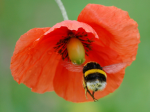 Hummeln haben in Europa nichts zu lachen (Foto: Isidro Vila Verde/flickr) Hummel