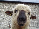 Seltene Schafrassen: Aus für Sammlung (Foto: A. Beck) Sheep