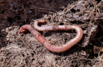 Regenwurm mal überirdisch (Foto: CC0) Wumr