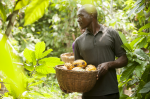 Fairtrade-Kakaokooperative in der Côte d'Ivoire (Foto: TransFair e.V. / Eric St-Pierre) KAkai