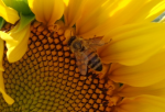 Fleißige Dienstleisterin (Foto: A. Beck) Bee