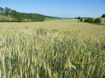 Wintertriticale mit Vogelwicke in großräumiger Agrarlandschaft (Foto: Péter Batáry) Triti