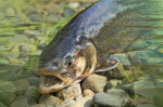 Kein Patent auf Fische! (Foto: CC0) Fisch