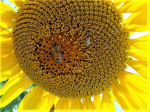 Bestäuber zu Besuch (Foto: A. Beck) Sonnenblume