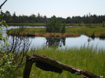 Hochmoor: Habitat für Tiere und Pflanzen (Foto: A. Beck) Noor