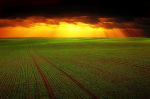 Die Landwirtschaft birgt Bedrohung und Potenzial für die Artenvielfalt (Foto: CC0) Feld