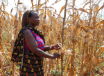 Mehr Mais für Afrika? (Foto: bit.ly/AWanga, Anne Wangalachi/CIMMYT, bit.ly/3_CC_BY-NC-SA_2-0) Corn