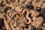 65% der Regenwurmarten in Deutschland gelten als selten bis extrem selten (Foto: CC0) Wurm