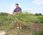 Das Unkraut Palmer Amaranth wächst US-Bauern über den Kopf (DelawareAgriculture) Amaranth
