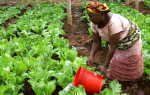 Kleinbäuerin in Afrika (Foto: skeeze / Pixabay, CC0, creativecommons.org/publicdomain/zero/1.0) Afrika