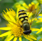 Wildbienen werden seltener (Foto: Mick Talbot/Flickr.com) Biene
