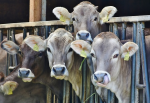 Milch ist nicht gleich Milch - die externen Kosten unterscheiden sich (Foto: CC0) Kow