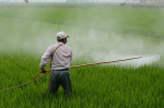 Pestizide im Reisfeld (Foto: Pixabay) Pesticides