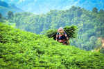 Bäuerin in Vietnam (Foto: CC0/Pixabay) Vietn
