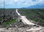 Kahlschlag für Palmöl (Foto: Rainforest Action Network/ flickr.com (CC BY-NC 2.0)) Indo