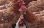 Künftig ohne Gentechnik-Soja (Foto: adm/Flickr.com) Chicken