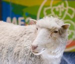 Dolly - das Klonschaf (Foto: Gary Henderson/flickr) Dolly