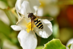 Eine Schwebfliegenart (Foto: CC0) Schweb