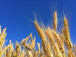 Bleiben die Getreidepreise stabil? (Foto: CC0/Pixabay) Getrd