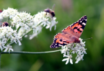 Fluginsekten wie Schmetterlinge schwinden immer schneller (Foto: CC0) Schmetterling