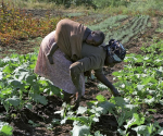 Oft Frauensache: Familie und Feld (Foto: UN/Milton Grant) Frauen