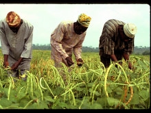 Bauern bei der Ernte: Wie soll ihr Zugang zu Land geschützt werden? (Foto: IITA/flickr) Bauern