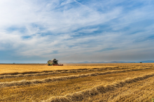 US-Landwirte ernähren nicht die Hungernden (Foto: CC0) Weizen