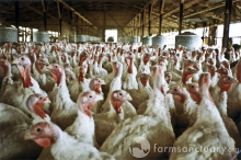 In der Tiermast kommen häufig Antibiotika zum Einsatz (Foto: Farm Sanctuary/flickr) Chicken