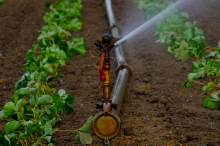 Bewässerung: nicht überall selbstverständlich (Foto: CC0) Wasser