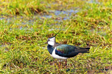 Bald allein auf weiter Flur: der Kiebitz (Foto: Dr. Georg Wietschorke, CC0) Kiebitz