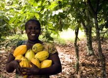 Kein Kakao in deutschen Tassen ohne die Dienste der Natur in Westafrika (Foto: CC0) KAkap