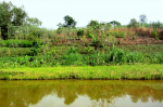 Agroecological farm in Kabarole, Uganda (Photo: Ellinor Isgren, Lund University) Fam