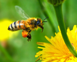 Bee