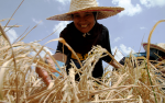 Peasant farmers are the backbone of our food systems (Photo: CC0) Peasants